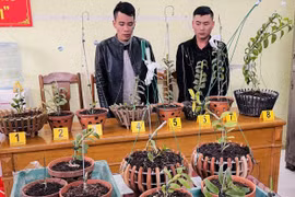 Hai kẻ trộm lan đột biến bị bắt