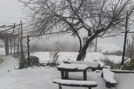 Y Tý trắng tuyết