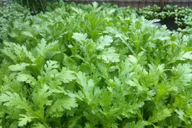 Cải cúc chữa ho, giải cảm