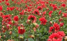 Hoa thược dược nấu thịt chữa đau đầu