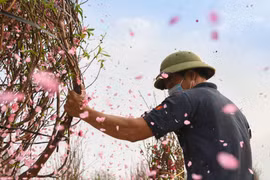 Hàng nghìn gốc đào không thể tiêu thụ, chờ giải cứu ở Chí Linh