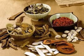 Nhân trần cao thang trị ung thư gan đau nhiều