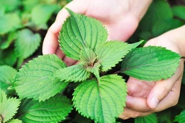  Bệnh gút dễ kháng thuốc