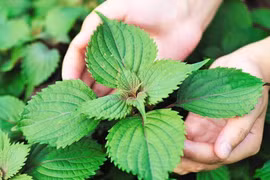  Bệnh gút dễ kháng thuốc