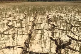 Bắc Bộ thiếu nước, Nam Bộ bị xâm nhập mặn nghiêm trọng