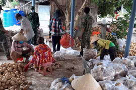 Nông dân huyện Thạnh Phú, tỉnh Bến Tre vào vụ thu hoạch củ sắn. 