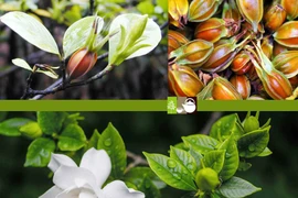 Cây dành dành trị bí tiểu