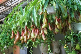 Cây nắp ấm diệt trừ muỗi, có thực sự hiệu quả?