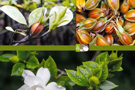 Cây dành dành trị bí tiểu