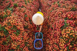 Bắc Giang: Chất lượng vải thiều năm 2022 cao nhất từ trước đến nay