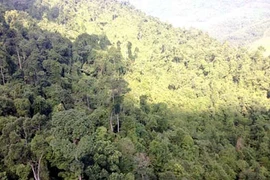 "Bóng" Phúc Sơn trong dự án xin phá rừng tại Quốc Oai 