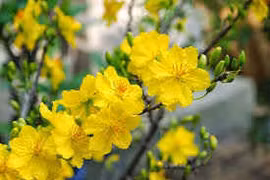 Chữa ho bằng hoa