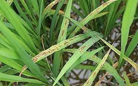 Cao chiết rễ cây hoàng cầm diệt vi khuẩn gây bệnh