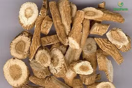 Rễ rau đắng chữa sốt cao