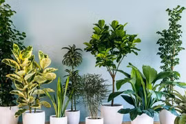 Cách chăm sóc cây văn phòng