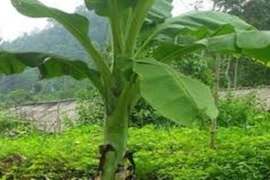 Giấy từ cây chuối và cây dướng