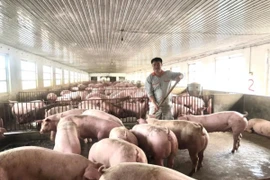 Chăn nuôi tăng trưởng, người dân lo lỗ