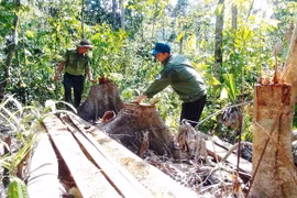 Gần 1.500ha rừng bị thiệt hại trong năm 2020