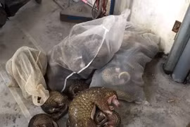 Hà  Nội: Tăng cường kiểm soát mua bán, vận chuyển trái phép động vật hoang dã