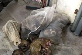 Hà  Nội: Tăng cường kiểm soát mua bán, vận chuyển trái phép động vật hoang dã