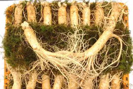 Hai bài thuốc tâm đắc của Hải Thượng Lãn Ông 