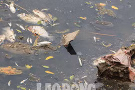 Nước sông Tô Lịch đen trở lại, xuất hiện cá chết trắng nổi lềnh bềnh