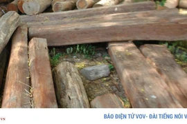 Bắt giam Trưởng ban quản lý rừng phòng hộ La Ngà