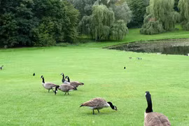Brussels – “Rừng trong thành phố”