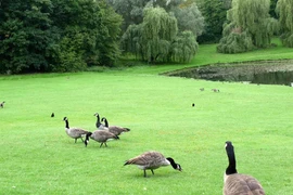 Brussels – “Rừng trong thành phố”