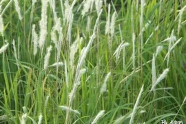 Làm mát gan cho người mắc bệnh mãn tính