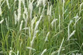 Làm mát gan cho người mắc bệnh mãn tính