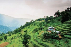 Khởi động Thập kỷ phục hồi Hệ sinh thái: Liên Hợp Quốc (LHQ) kêu gọi phục hồi 1 tỷ ha đất.