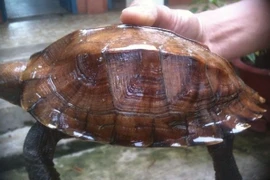 Rùa sa nhân quý hiếm được thả về môi trường tự nhiên