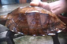 Rùa sa nhân quý hiếm được thả về môi trường tự nhiên