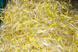 Chóng mặt nên ăn giá đậu 