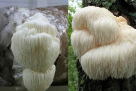 Bioglucumin chống lão hóa 