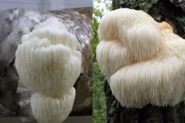 Bioglucumin chống lão hóa 