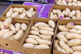 Khuyến mãi sâu, khoai lang tím Úc vẫn có giá 100.000 đồng/kg