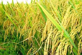 Giống lúa chịu được nhiệt độ cao