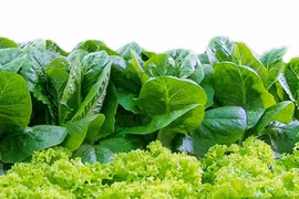 Phân biệt rau an toàn và rau sạch