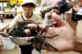 Côn trùng – nguồn dinh dưỡng khổng lồ