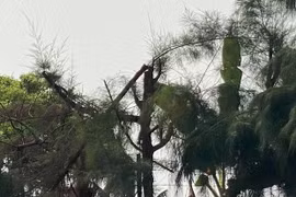 Cách chức Hiệu trưởng trường có học sinh bị điện giật chết khi cắt tỉa cây