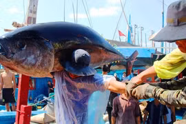 Đông tàu, thủy sản Việt Nam dễ dính "thẻ đỏ" của EC