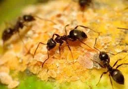 Thuốc trừ sâu nồng độ thấp ảnh hưởng tiêu cực đến kiến