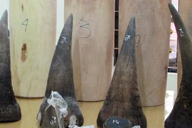 Hoạt chất thay thế mật gấu, sừng tê giác