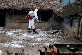 Chăn nuôi thú y thích ứng với bối cảnh mới