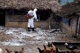 Chăn nuôi thú y thích ứng với bối cảnh mới