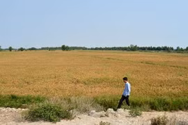 Dự báo nhiễm mặn