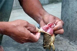 Thịt cóc không có sự khác biệt so với nhiều loại thịt khác