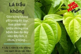 5 loại lá cây chữa bệnh dạ dày an toàn, tốt hơn uống thuốc Tây